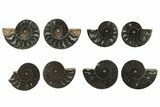 Black, Cut & Polished, Ammonite Fossils - 2 to 2 1/2" Size - Photo 2